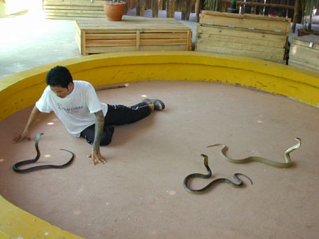 Snake Charmer.jpg
